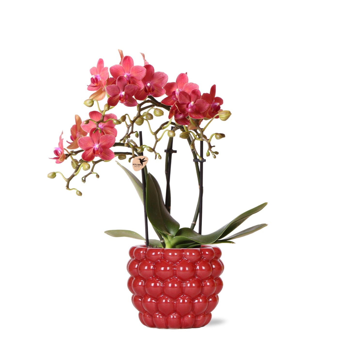 Kolibri Orchids | Rode Phalaenopsis orchidee – Congo + Berry sierpot