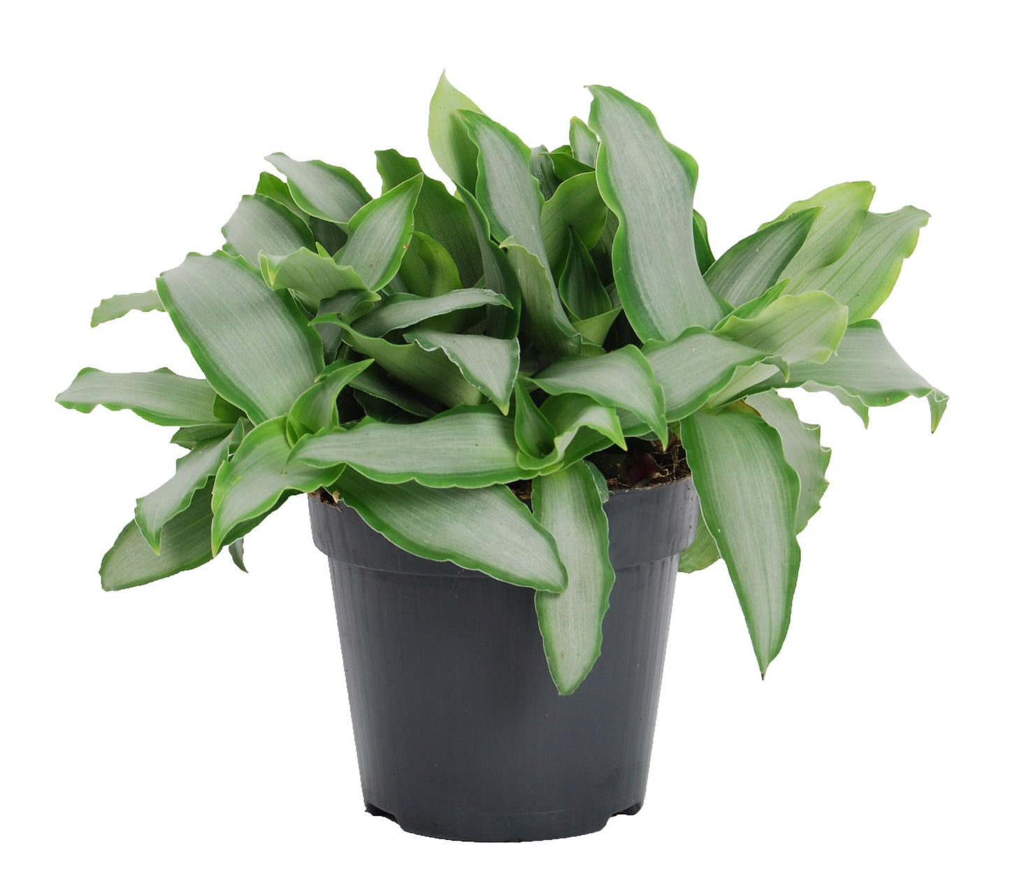 Murdannia Loriformus ‘Bright Star’ in pot – tropische kamerplant