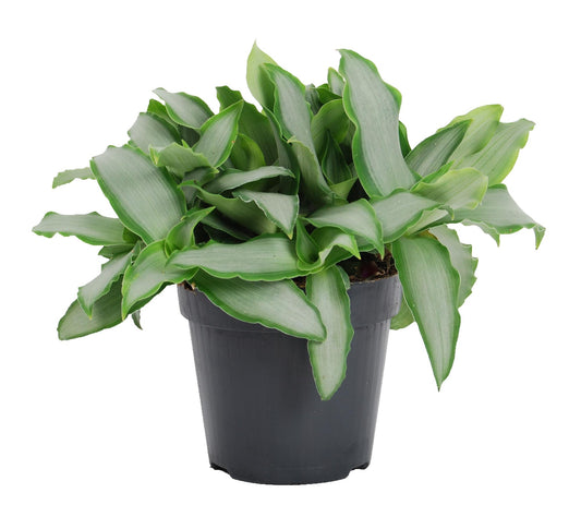 Murdannia Loriformus ‘Bright Star’ in pot – tropische kamerplant