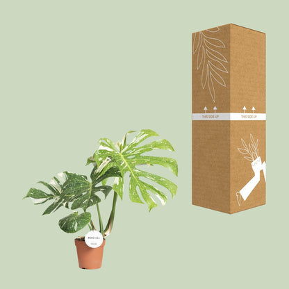 Monstera Thai Constellation kamerplant – groene bladeren met witte marmering