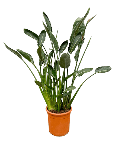 Strelitzia Reginae XL | Mega Houseplant