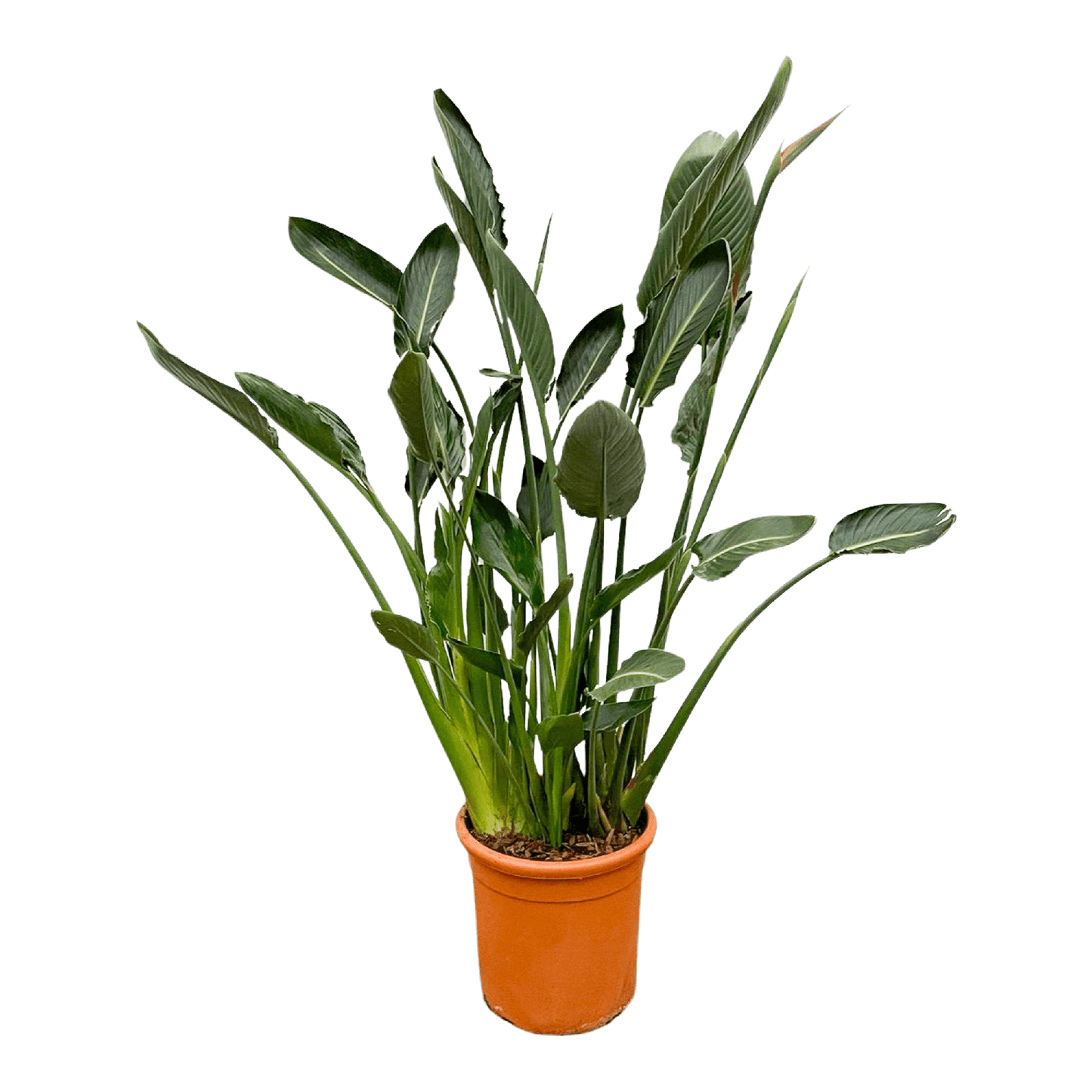 Strelitzia Reginae XL | Mega Kamerplant