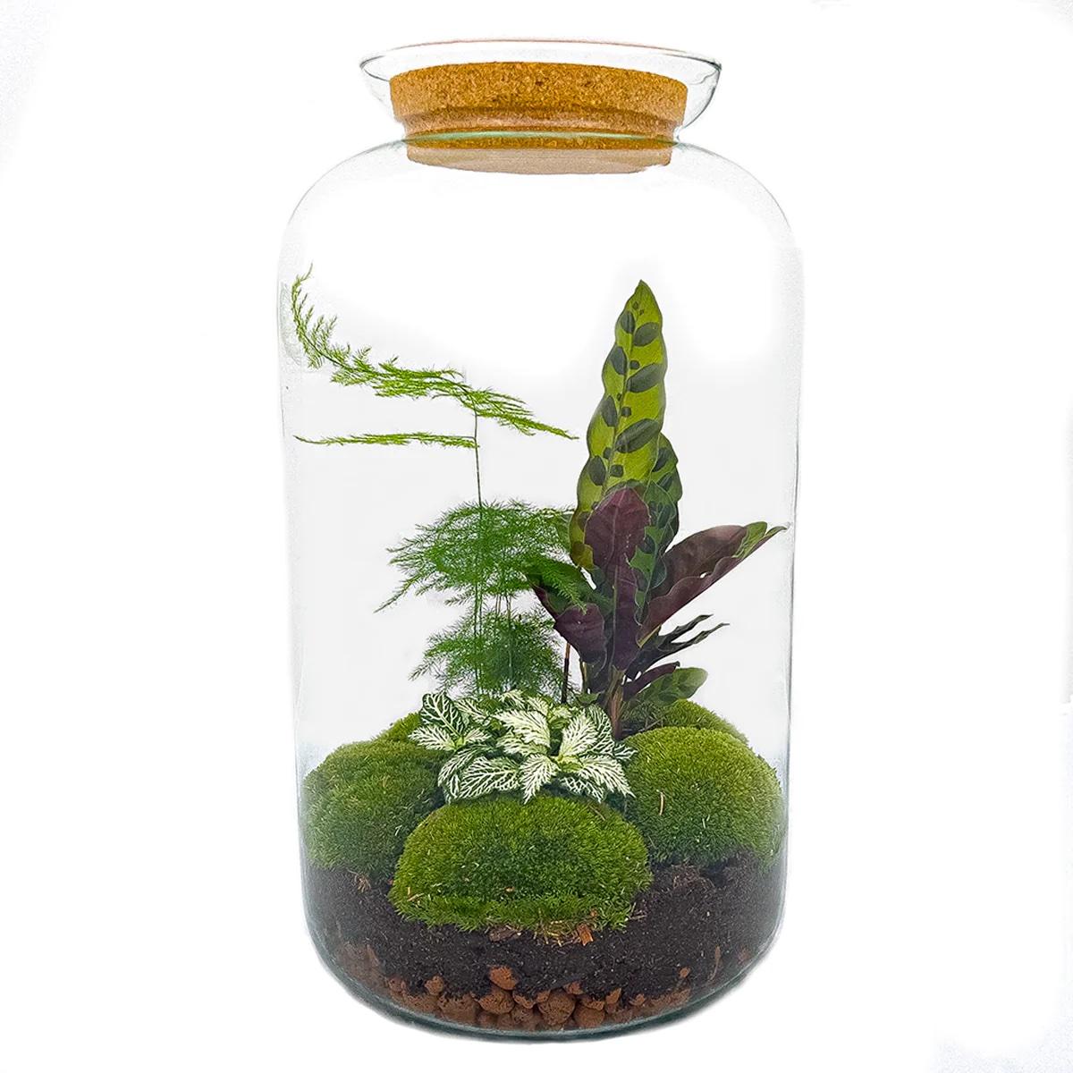 DIY Planten terrarium met licht | Sven XL Botanical