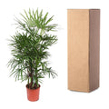 Rhapis Excelsa | Vingerpalm | Kamerplant - Planttoday