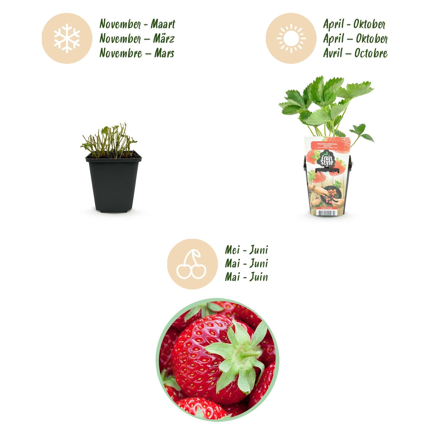 3 x Fruit Plants | Strawberry | Fragaria Elvira