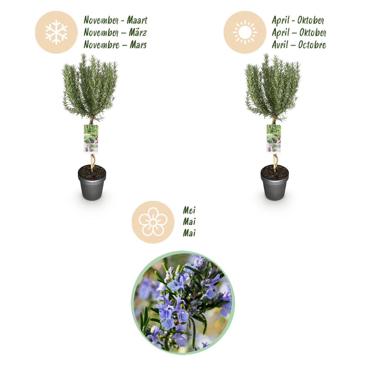 Rosmarinus officinalis | Patio Plant | Rosemary | Hardy