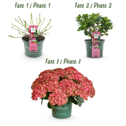 Terrasplant - Hortensia - Hydrangea Magical Green Fire - Roze Groen - 6-10 Bloemen - 2 Planten - Pot 23cm Hoogte 55cm