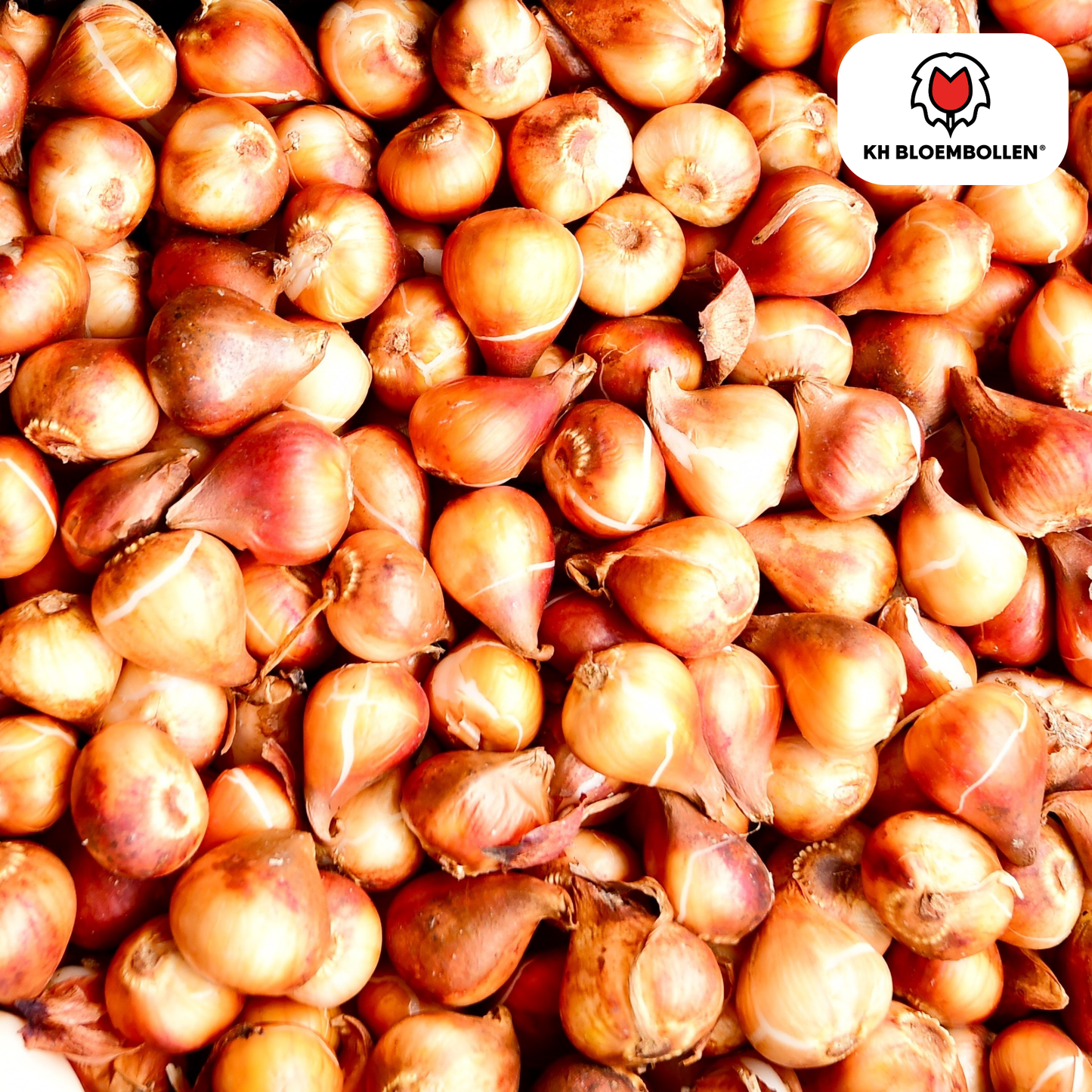 Tulpenbollen Bombastic Red – 20 stuks | Rode Pioentulp Dubbelbloemig