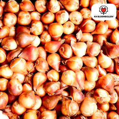 Tulpenbollen Bombastic Red – 20 stuks | Rode Pioentulp Dubbelbloemig