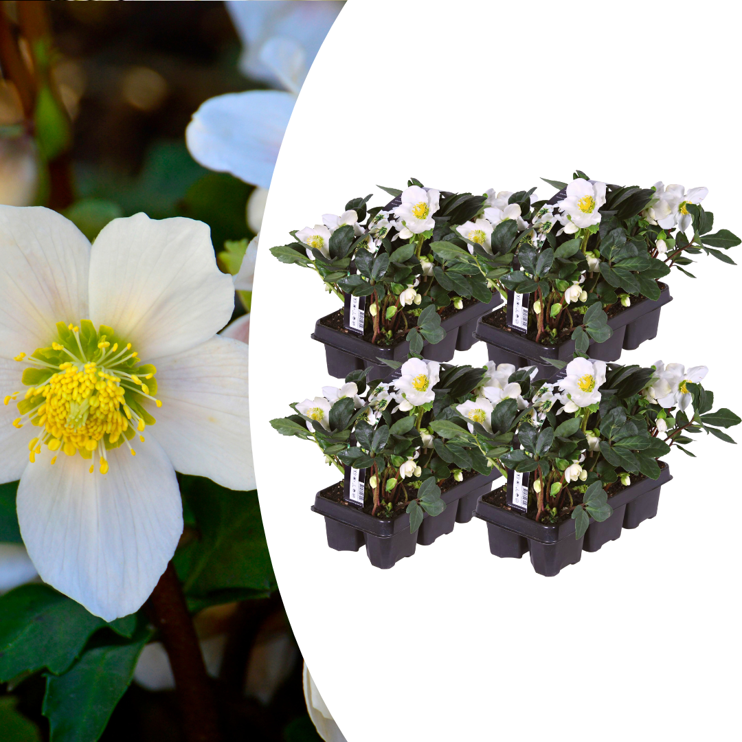 Helleborus niger ‘Christmas Carol’ – set van 24 winterbloeiende kerstrozen met witte bloemen, winterhard en onderhoudsarm, ideaal voor borders, potten en de wintertuin.