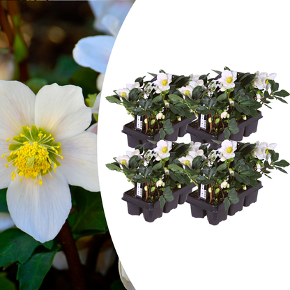Helleborus niger ‘Christmas Carol’ – set van 24 winterbloeiende kerstrozen met witte bloemen, winterhard en onderhoudsarm, ideaal voor borders, potten en de wintertuin.