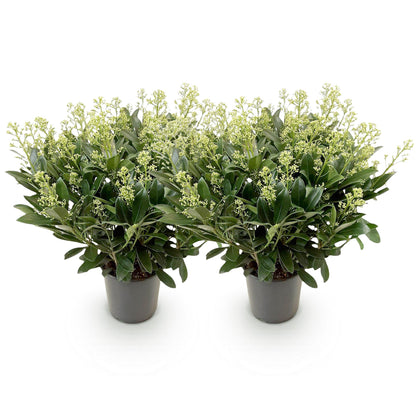 2 x Terrasplant | Skimmia japonica Finchy | Bloem Wit