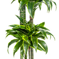 De Dracaena Dorado bieden wij aan in veel verschillende formaten en vormen. Op deze manier kunt u zelf bepalen welke u het mooiste vindt en welke niet. Een kleiner exemplaar van 80cm of een groter exemplaar van 160cm? 