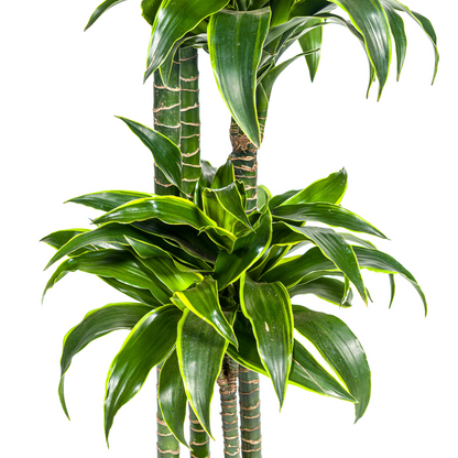 De Dracaena Dorado bieden wij aan in veel verschillende formaten en vormen. Op deze manier kunt u zelf bepalen welke u het mooiste vindt en welke niet. Een kleiner exemplaar van 80cm of een groter exemplaar van 160cm? 