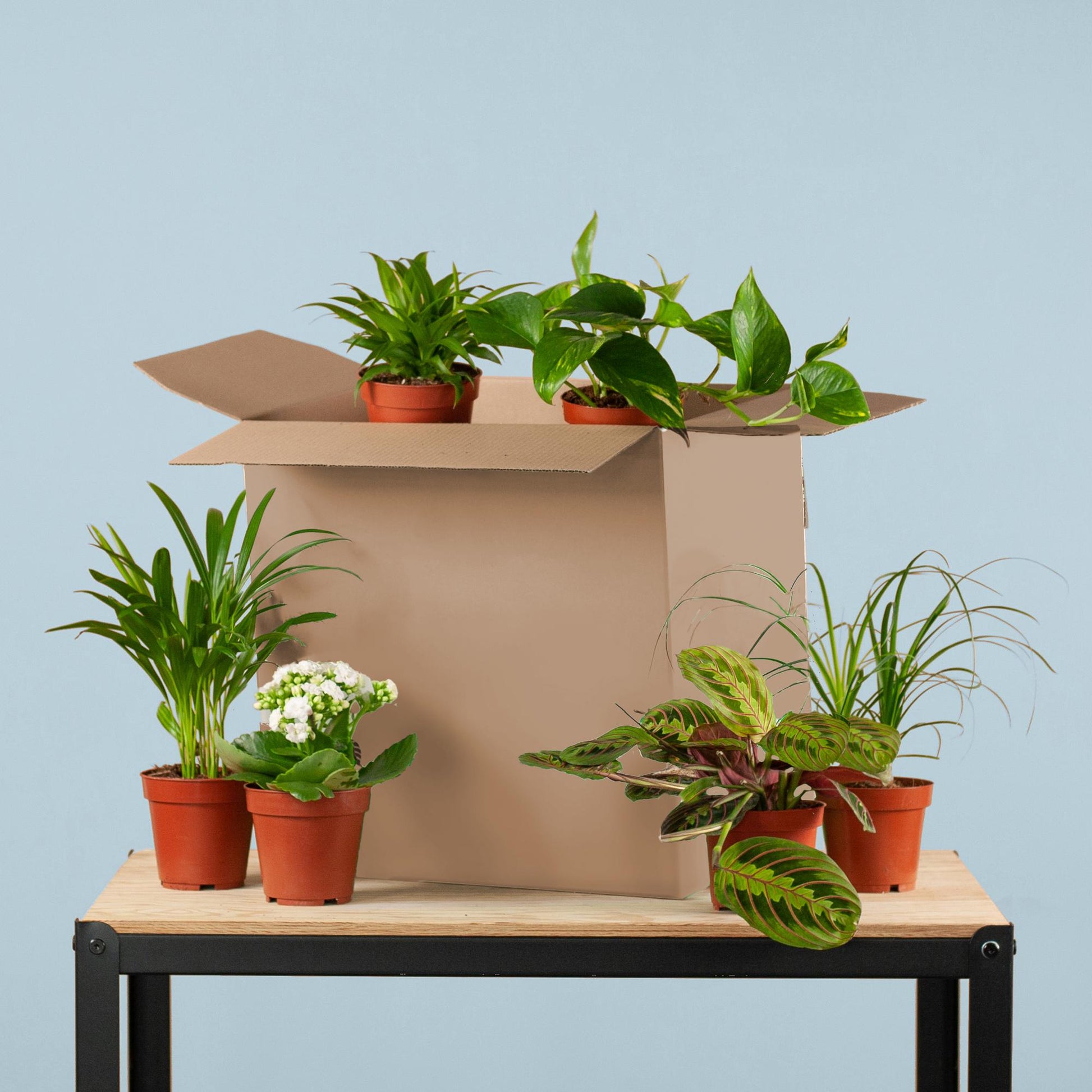 Groene Kneusjesbox met 6 diverse kamerplanten met kleine imperfecties, variërend in potmaat van 5 tot 17 cm, perfect voor liefhebbers van planten met een verhaal.

Planttoday