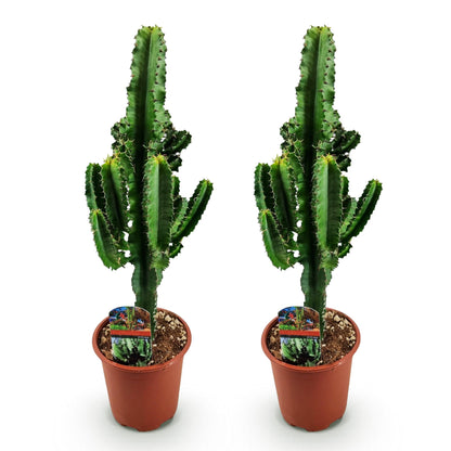 2 x Euphorbia eritrea Kamerplant | Afrikaanse melkboom | Cactus