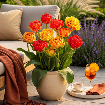 Tulipa Gudoshnik Double | Buitenplant | Tulp Gudoshnik Double – Buitenplant