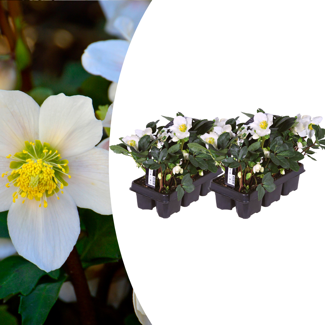 Helleborus niger ‘Christmas Carol’ – set van 12 winterbloeiende kerstrozen met witte bloemen, winterhard en onderhoudsarm, ideaal voor borders, potten en de wintertuin.