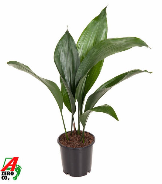 Aspidistra Elatior – donkergroene kamerplant met stevige, glanzende bladeren – ideaal voor schaduwrijke plekken.