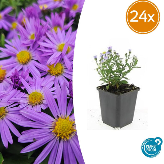 “Aster D Prof. Anton Kippenberg herfstaster met paarse bloemen in kweekpot Ø9cm, hoogte 10-25cm, tuinplant voor borders, potten, snijbloemen en vlinders” Belgie