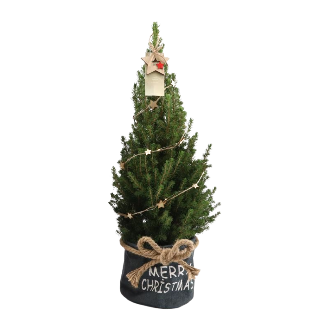 Kleine Kerstboom in Xmas Bag blauw | Picea Glauca Conica | Met verlichting