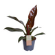 Philodendron Imperial Red Feel Green | Kamerplant