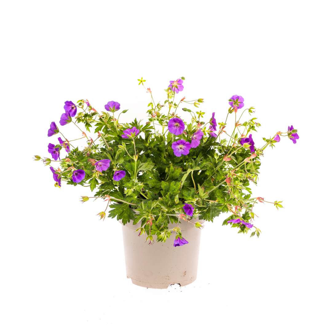 Vaste plant voor border of bloembak – Geranium Rozanne Purple