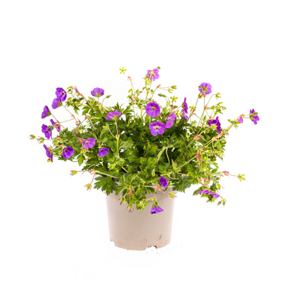 Vaste plant voor border of bloembak – Geranium Rozanne Purple