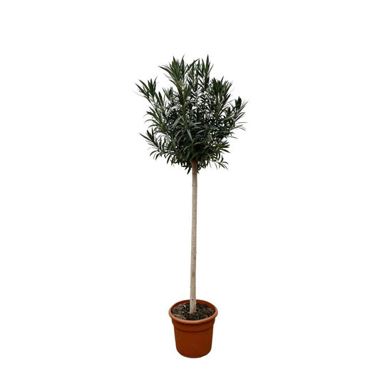 Nerium Oleander op stam van 170 cm met glanzend groene bladeren en dieprode, geurige bloemen – mediterrane buitenplant.