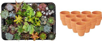 Mini Succulent Mix - 30 Pieces - Ø 8.1 cm - Height: 5-10 cm - Terracotta Pots
