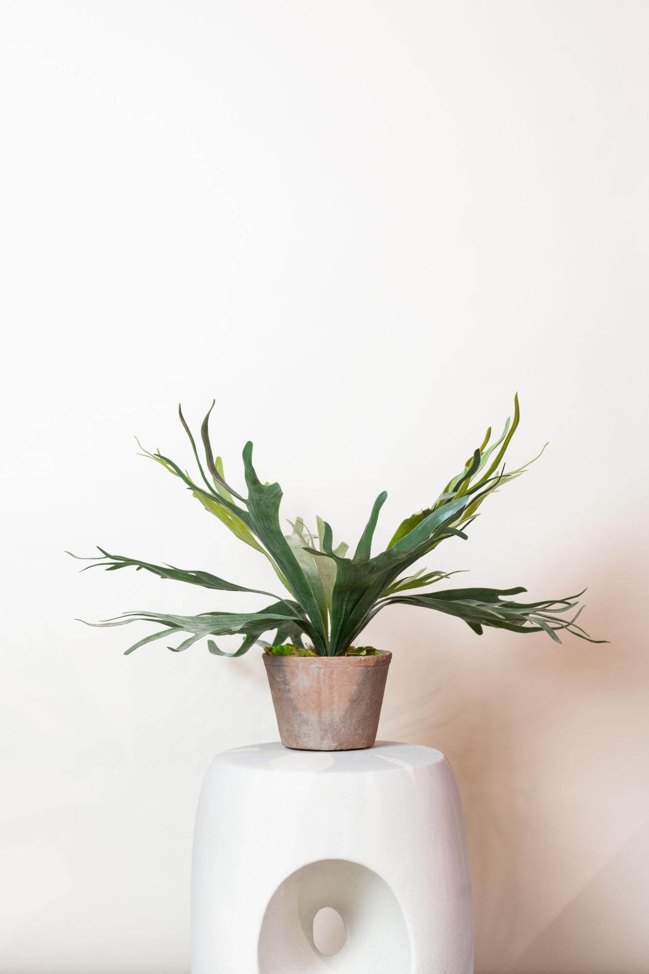 Kunstplant Platycerium | Decoratie | Hertshoornvaren