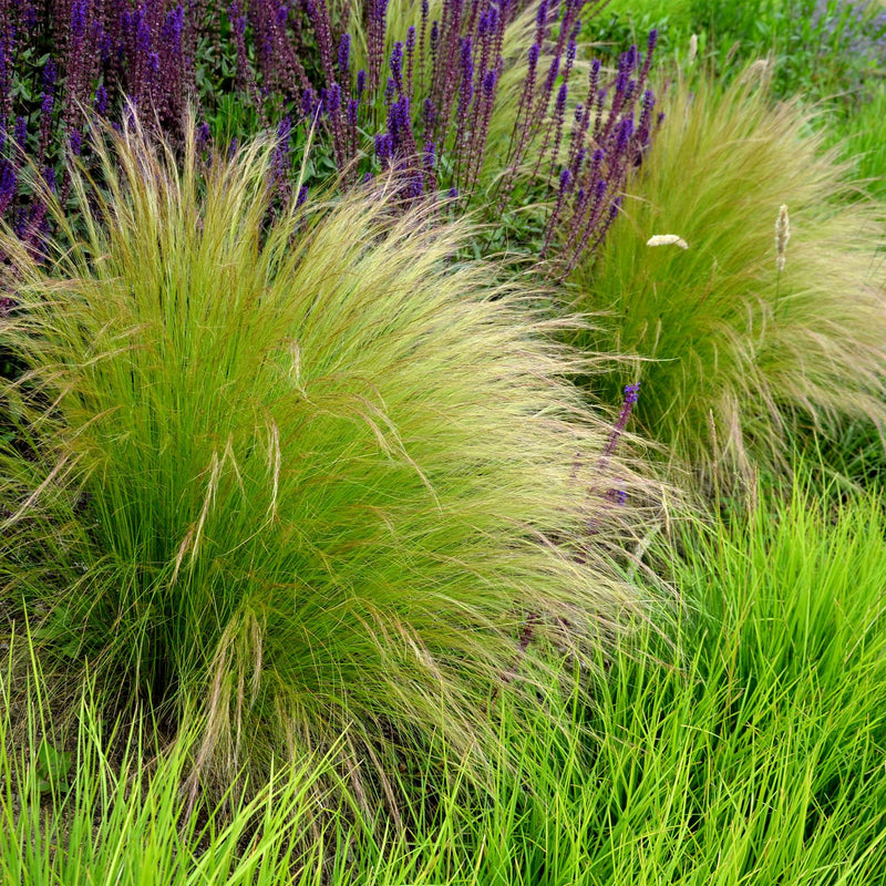 Stipa tenuifolia ‘Pony Tails’ – siergras met fijne, golvende bladeren, set van 2 planten in pot Ø17cm, hoogte circa 50cm."