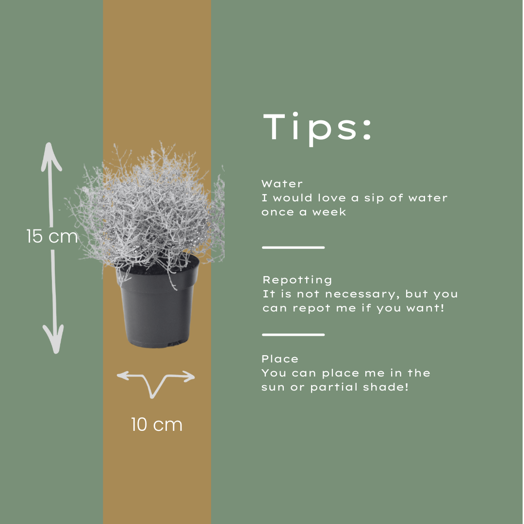 6x Calocephalus | Zilverstruikje  | Tuinplanten