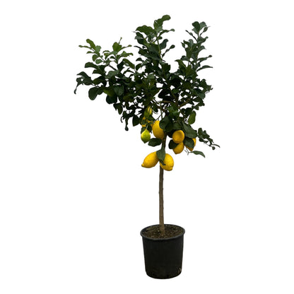 Citrus Lemon (Citroenboom) – Grote Mediterrane Kuipplant