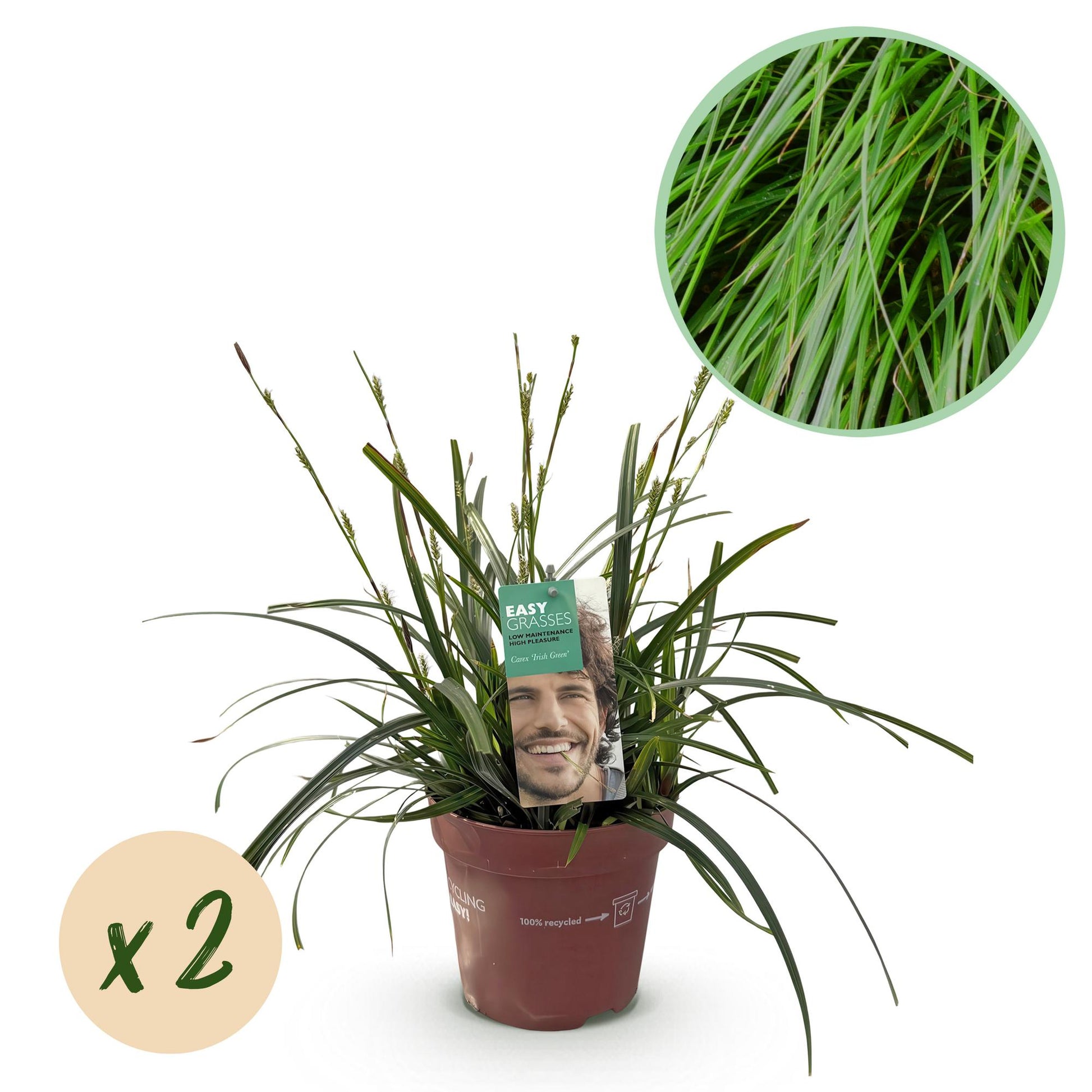 https://chatgpt.com/c/688231fe-ddd4-832a-b3e2-ce87de04efa7#:~:text=Carex%20oshimensis%20%E2%80%98Intense%20Green%E2%80%99%20%E2%80%93%20siergras%20met%20diepgroene%20bladeren%2C%20set%20van%202%20planten%20in%20pot%20%C3%9817cm%2C%20hoogte%20circa%2050cm.%22