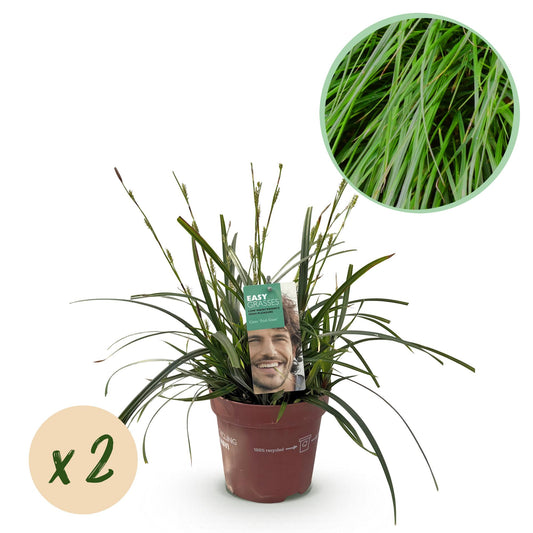 https://chatgpt.com/c/688231fe-ddd4-832a-b3e2-ce87de04efa7#:~:text=Carex%20oshimensis%20%E2%80%98Intense%20Green%E2%80%99%20%E2%80%93%20siergras%20met%20diepgroene%20bladeren%2C%20set%20van%202%20planten%20in%20pot%20%C3%9817cm%2C%20hoogte%20circa%2050cm.%22