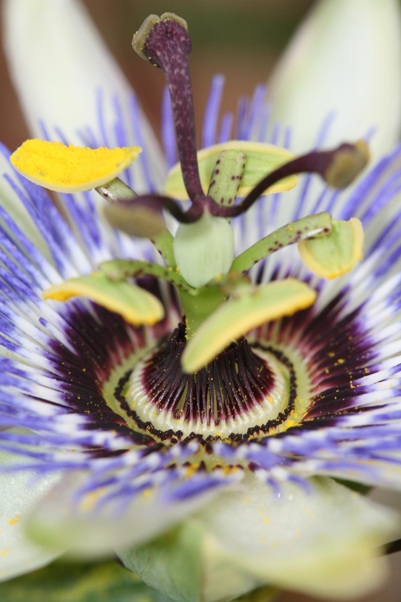 Passiflora Blauw caerulea - Ø15cm - ↕65cm. Blauw -wit - paars- Bijen en Vlinder. Passie flora