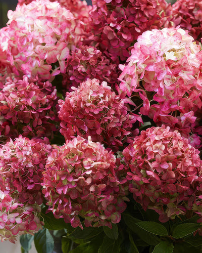 3x  Hydrangea panniculata Living Little Rosy | Pluimhortensia | Winterhard | Roze