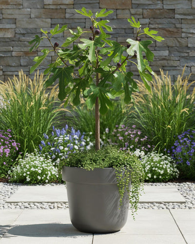 Compacte vijgenboom op stam voor terras en balkon