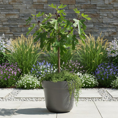 Compacte vijgenboom op stam voor terras en balkon