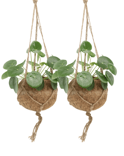 Compacte pannenkoekenplant met ronde groene bladeren voor binnengebruik