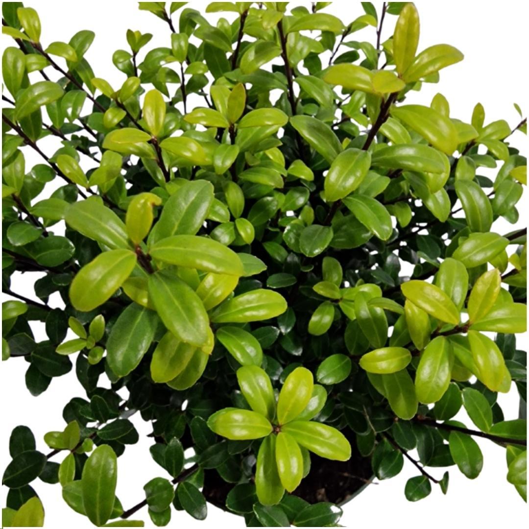 De Ilex crenata 'Jenny' is een compacte en wintergroene tuinplant die zich perfect leent voor lage haagjes, vormsnoei of als groen accent in een strakke border