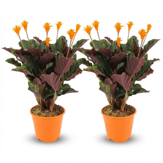 2 x Calathea Crocata | Kamerplant