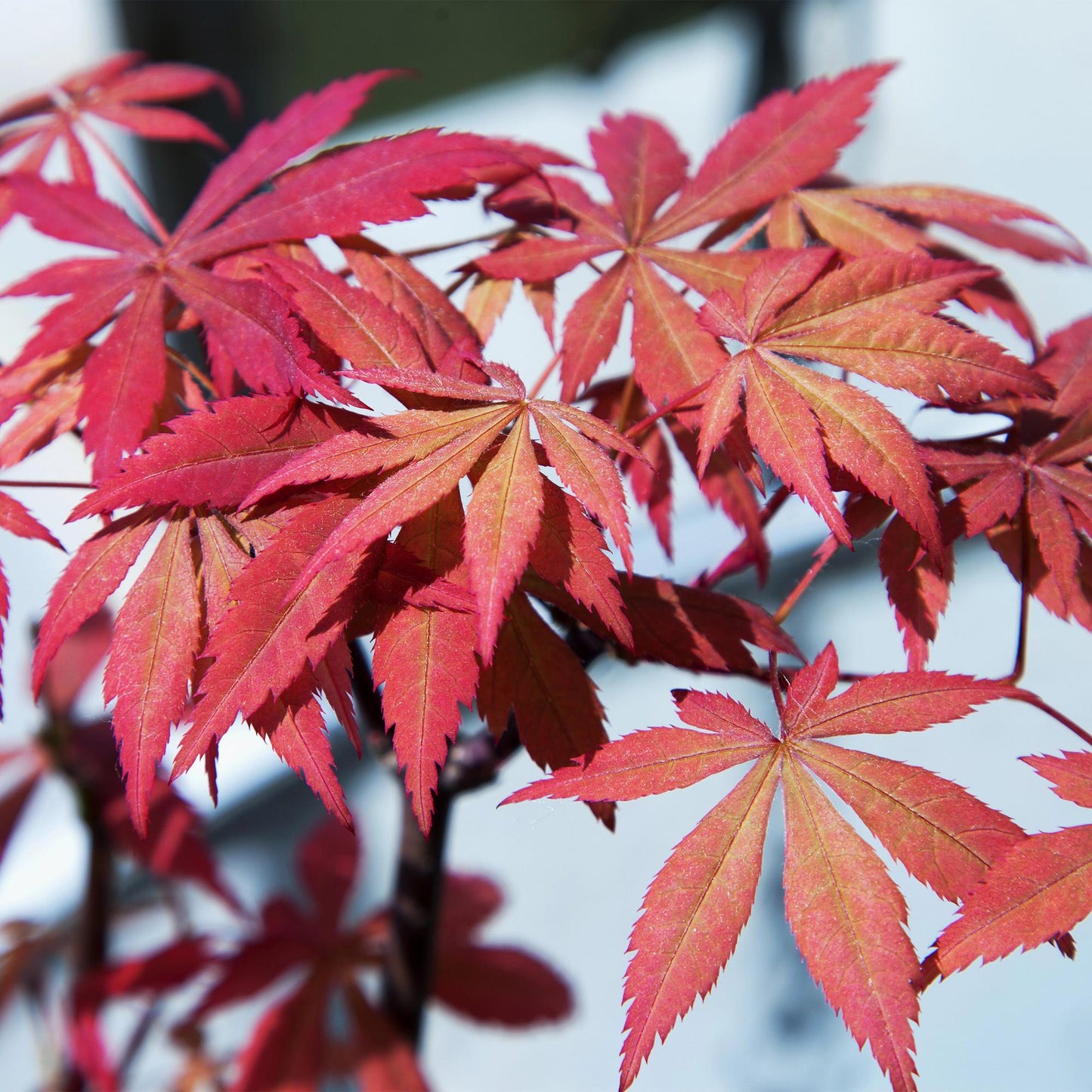 Japanse Esdoorn - Acer palmatum Sumi-nagashi  x 2