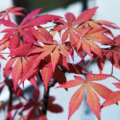 Japanse Esdoorn - Acer palmatum Sumi-nagashi  x 2