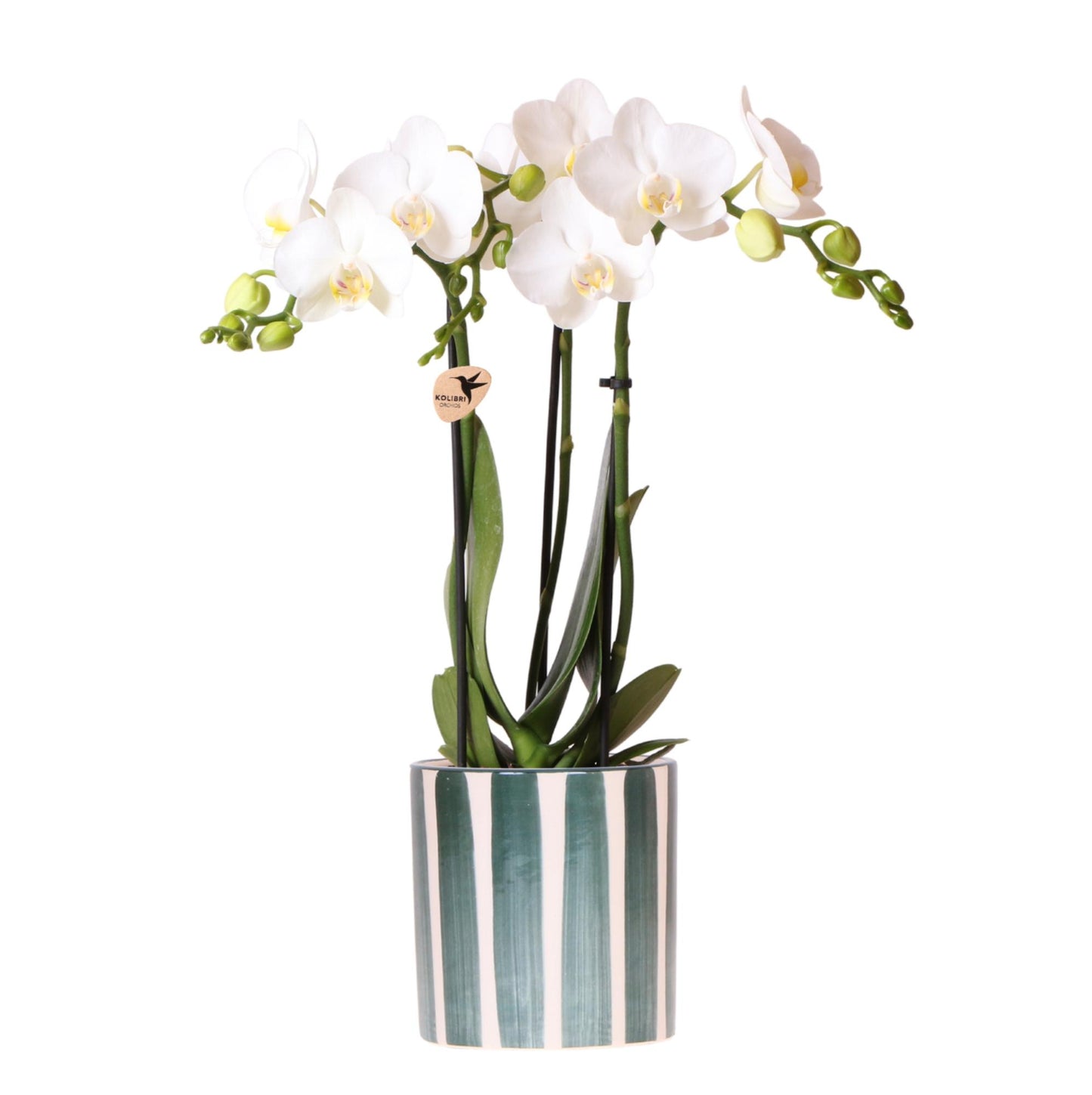 Witte Phalaenopsis orchidee Amabilis met grote bloemen in een groene Painted Stripe sierpot met streeppatroon – potmaat 9 cm – bloeiende kamerplant op tafel bij daglicht.