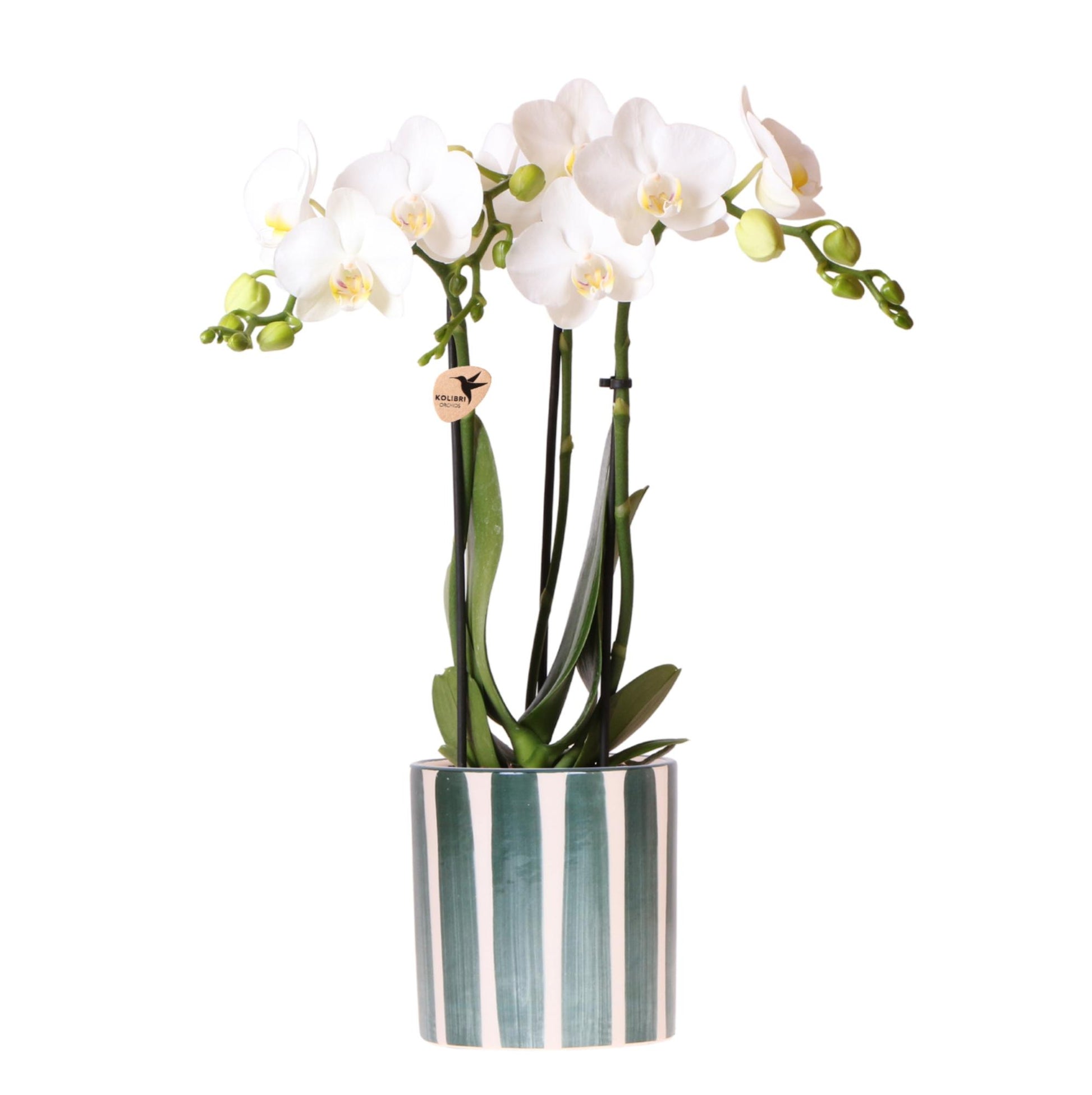Witte Phalaenopsis orchidee Amabilis met grote bloemen in een groene Painted Stripe sierpot met streeppatroon – potmaat 9 cm – bloeiende kamerplant op tafel bij daglicht.