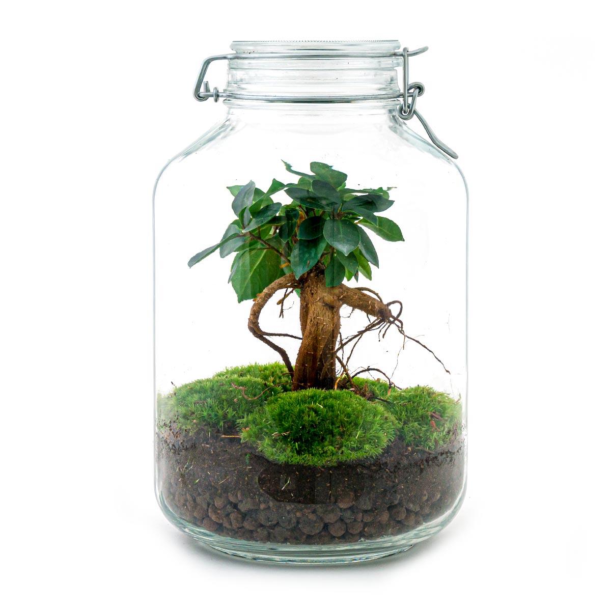 DIY terrarium | Jar | Ficus Ginseng bonsai