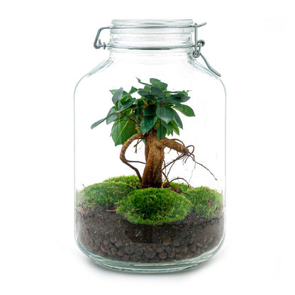 DIY terrarium | Jar | Ficus Ginseng bonsai