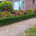Euonymus japonicus 'Green Spire' | Buitenplant | Kardinaalsmuts - Planttoday